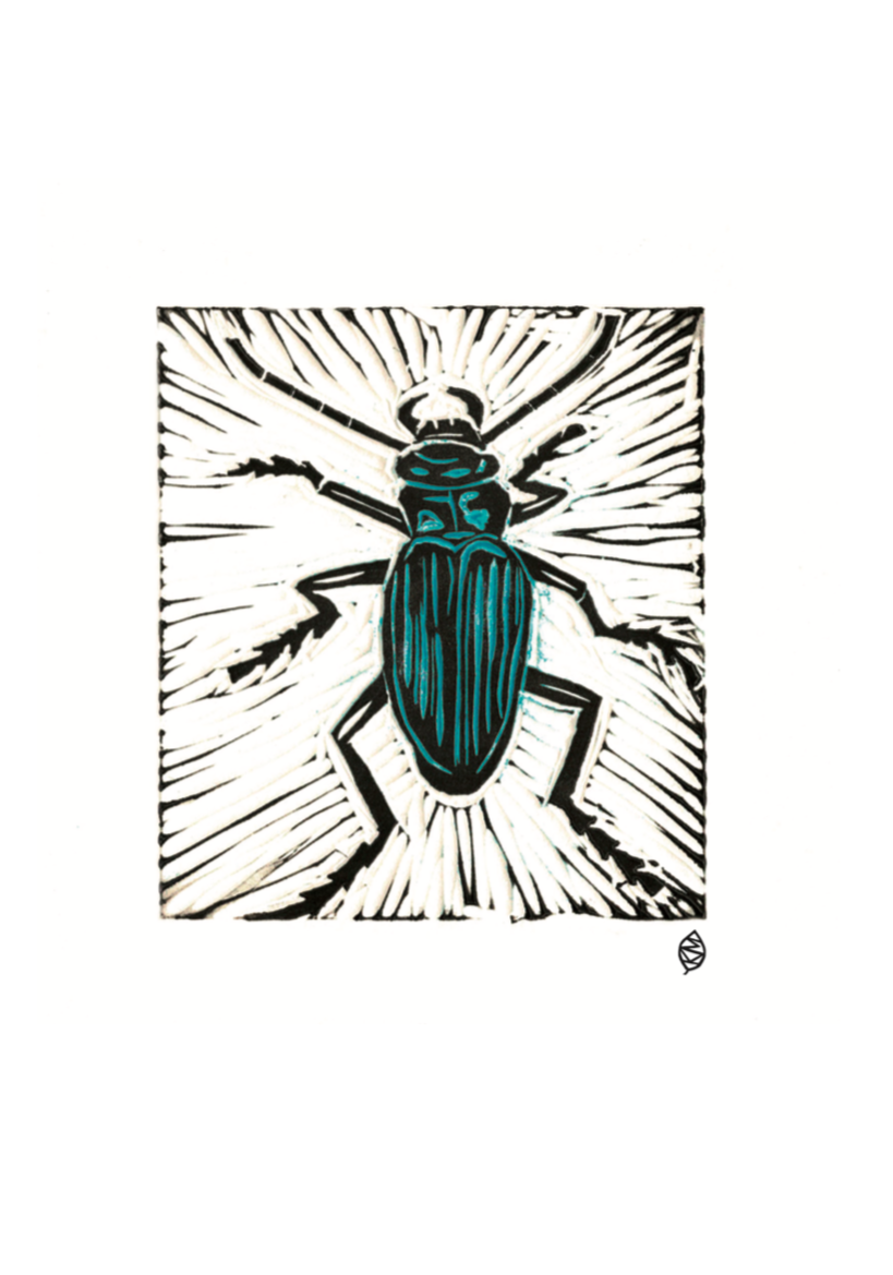 1018 Ground beetle