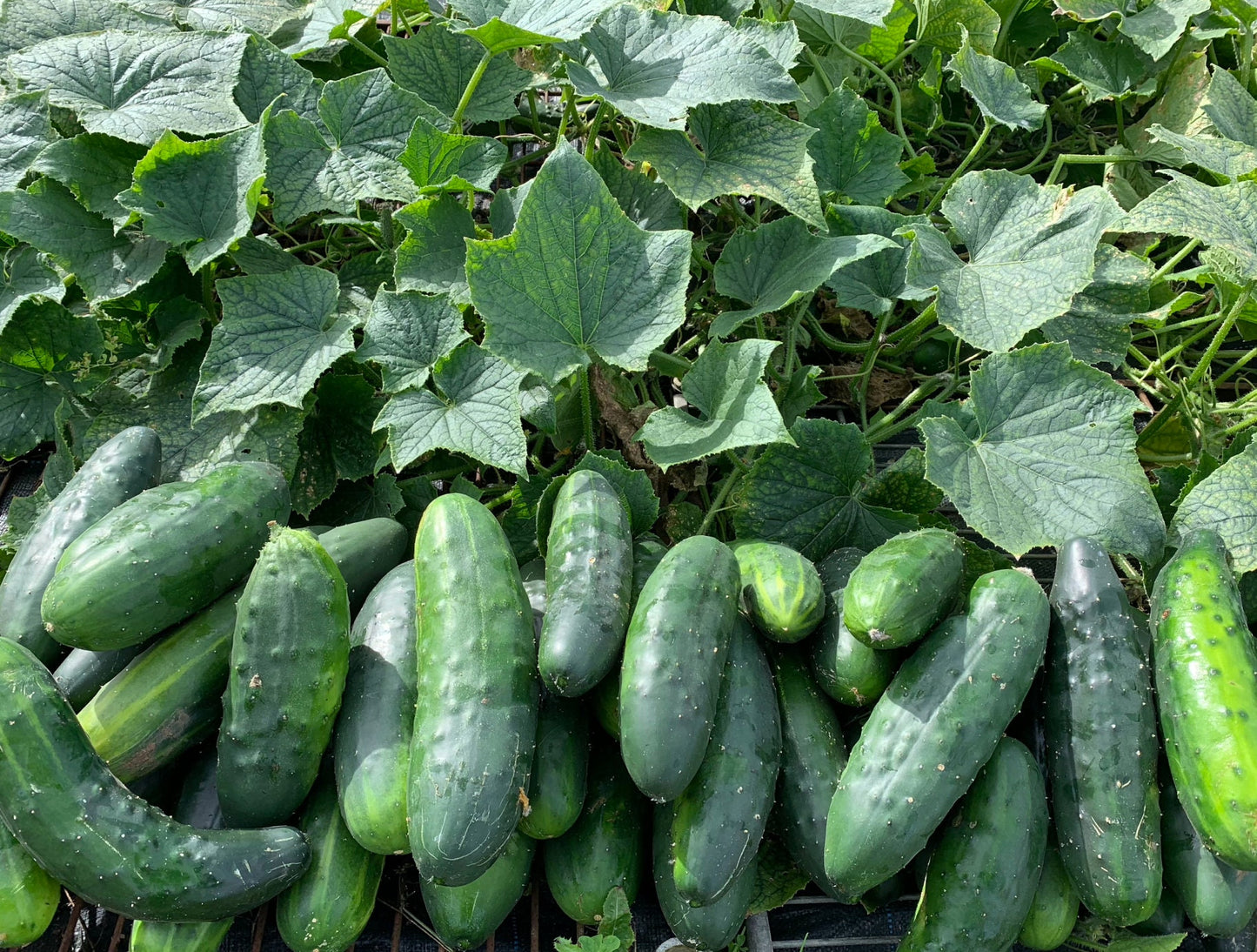 1012 Cucumber glut